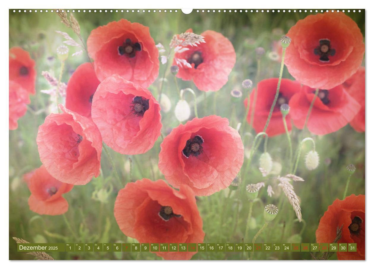 Bild: 9783435287420 | Mohnblumen - Fotografie mit Magie (Wandkalender 2025 DIN A2 quer),...