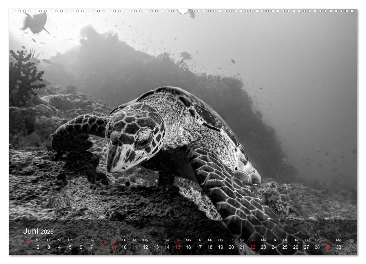 Bild: 9783435596959 | Schildkröten des Ozeans (Wandkalender 2025 DIN A2 quer), CALVENDO...