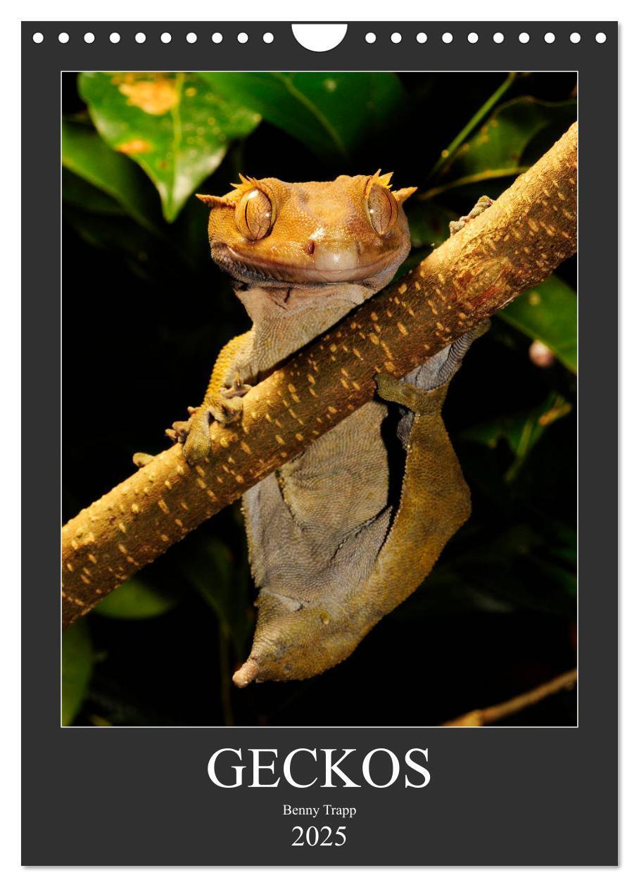 Cover: 9783435994304 | GECKOS (Wandkalender 2025 DIN A4 hoch), CALVENDO Monatskalender | 2025