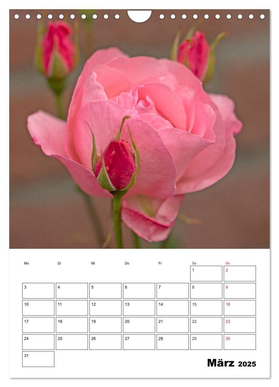 Bild: 9783457022283 | Zauberhafte Rosen (Wandkalender 2025 DIN A4 hoch), CALVENDO...