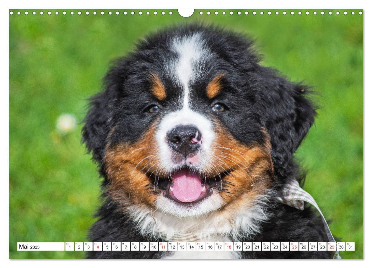 Bild: 9783435215331 | Kleine Herzen auf 4 Pfoten - Berner Sennenhunde (Wandkalender 2025...