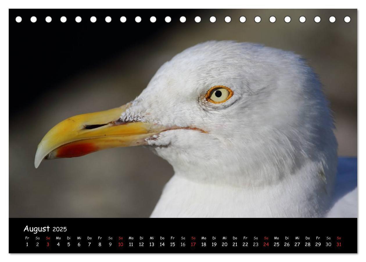 Bild: 9783435605958 | Vögel der Nordseeküste (Tischkalender 2025 DIN A5 quer), CALVENDO...