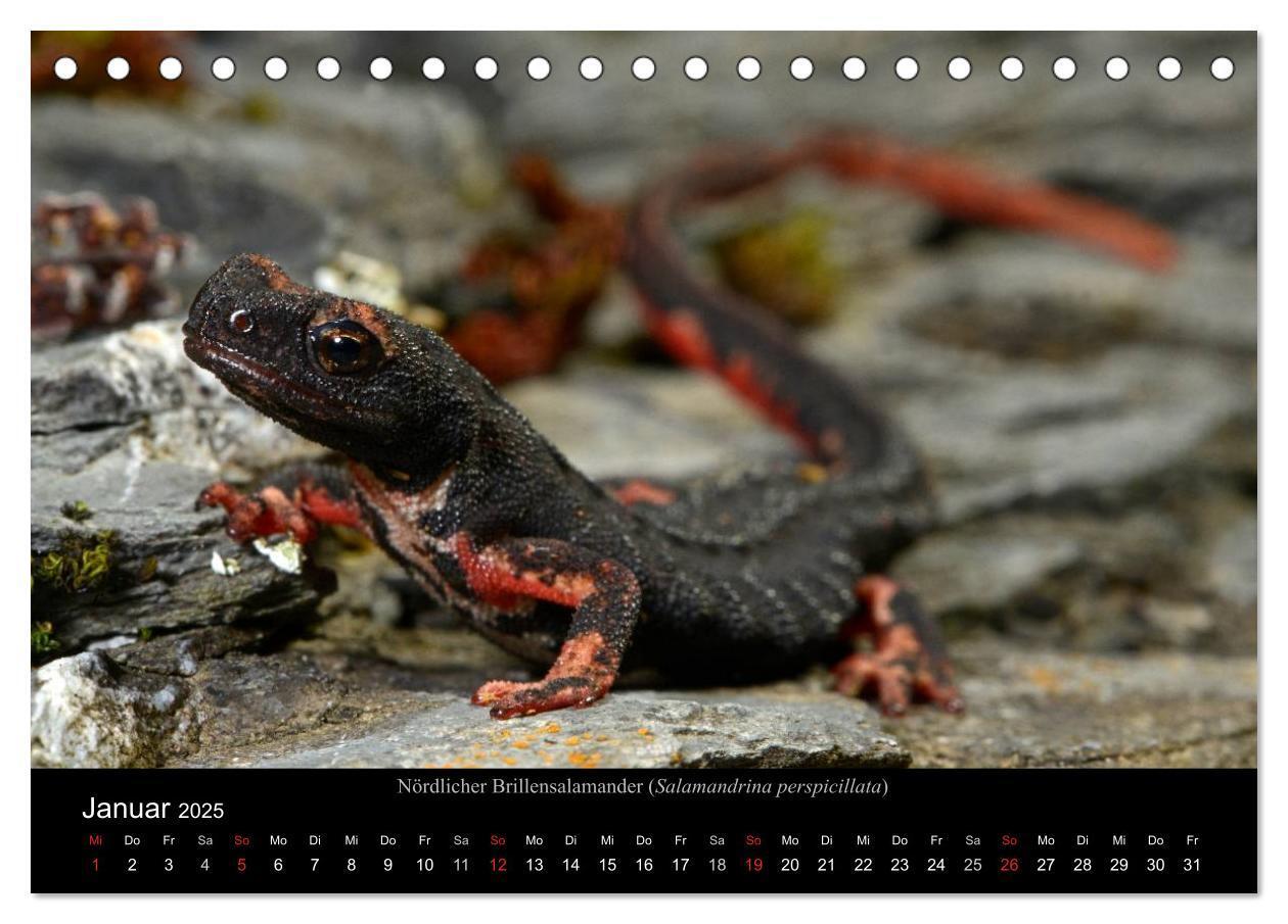 Bild: 9783435771431 | Salamander und Molche (Tischkalender 2025 DIN A5 quer), CALVENDO...