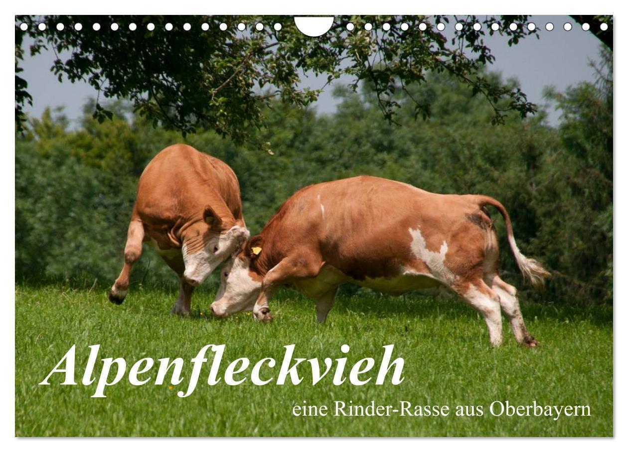 Cover: 9783383515491 | Alpenfleckvieh (Wandkalender 2024 DIN A4 quer), CALVENDO...