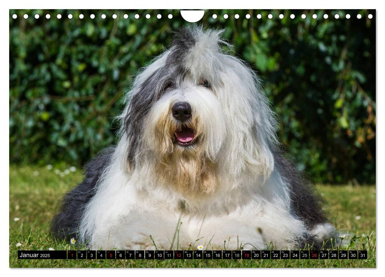 Bild: 9783435571901 | Traumhund Bobtail (Wandkalender 2025 DIN A4 quer), CALVENDO...