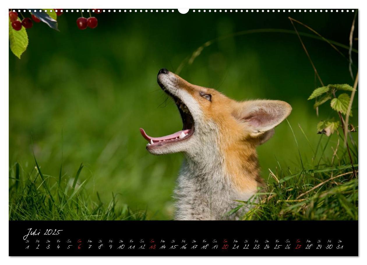 Bild: 9783435823307 | Rotfuchs - Impressionen (Wandkalender 2025 DIN A2 quer), CALVENDO...