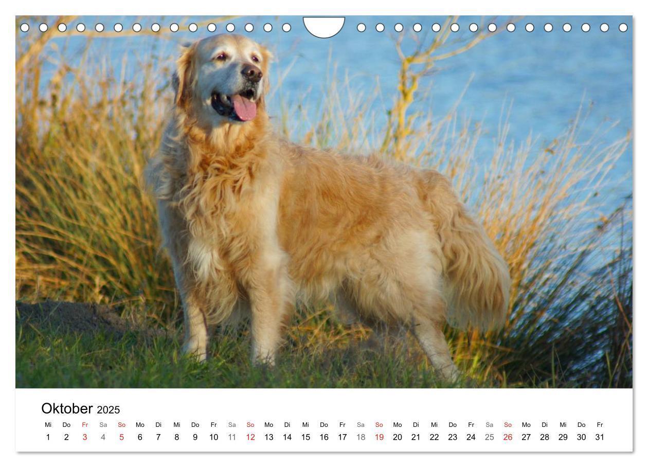 Bild: 9783435841028 | Golden Retriever Power (Wandkalender 2025 DIN A4 quer), CALVENDO...