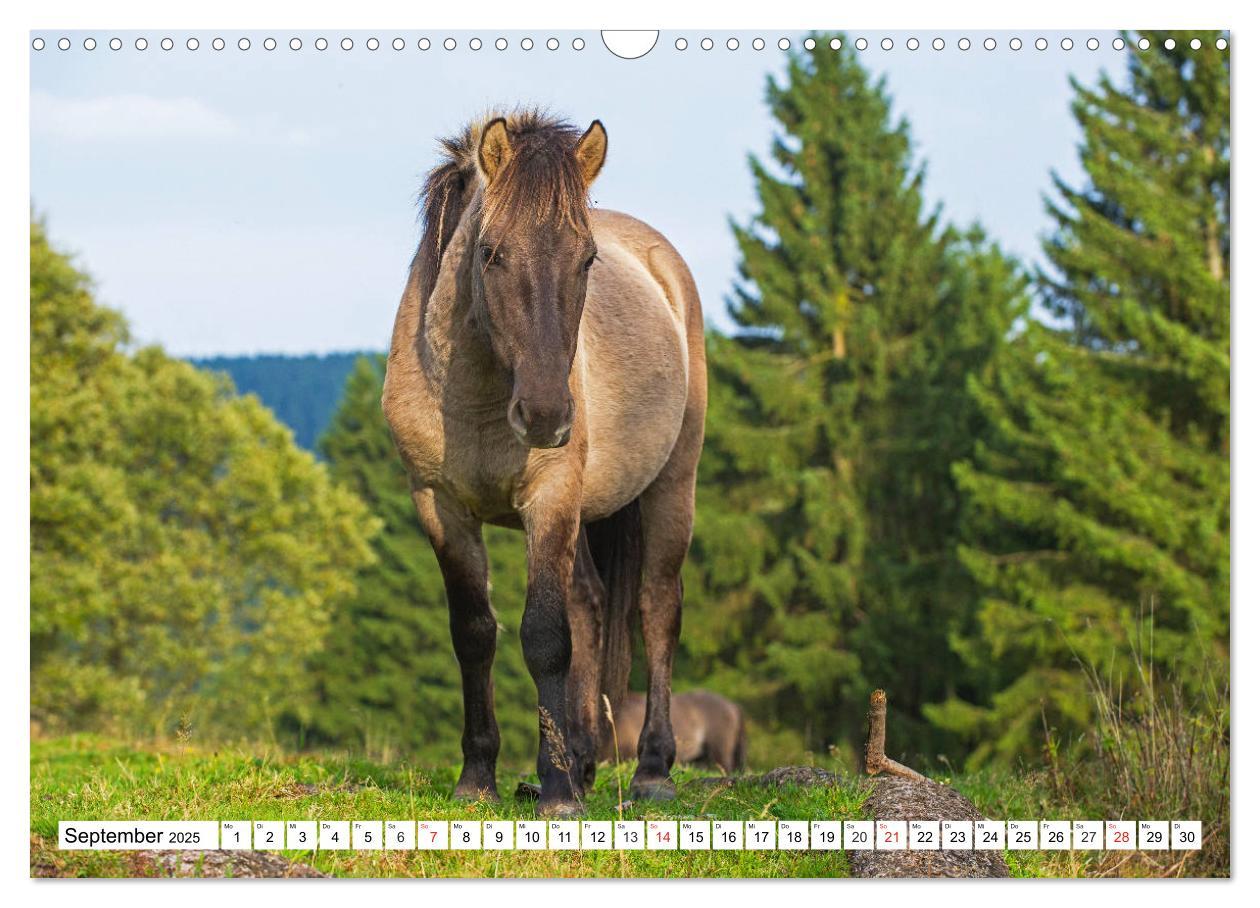 Bild: 9783435573127 | Konik - Frei geboren (Wandkalender 2025 DIN A3 quer), CALVENDO...