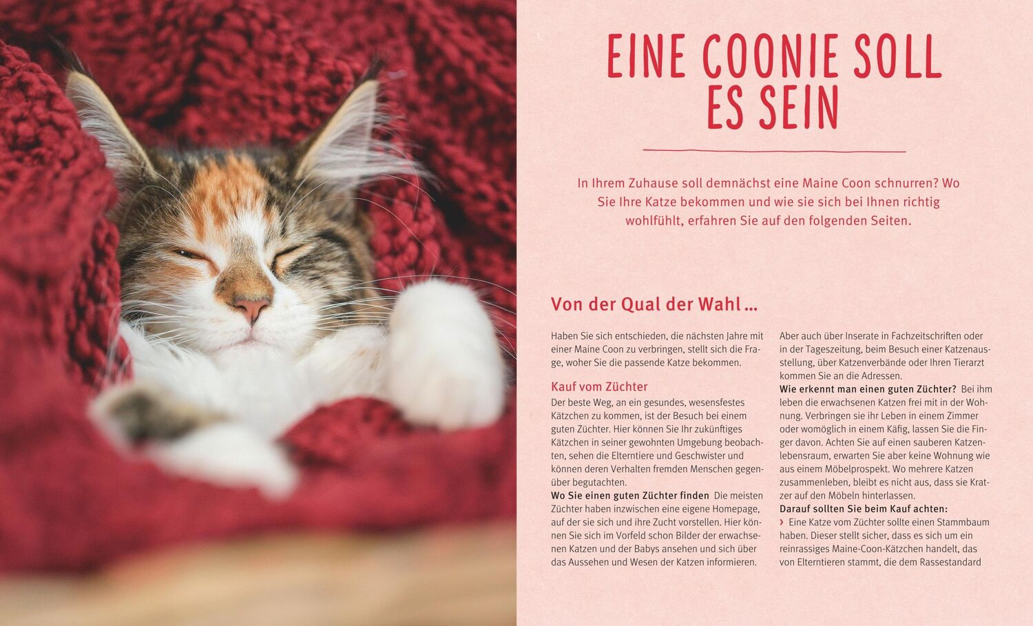 Bild: 9783833855153 | Maine Coon | So geht es den sanften Riesen rundum gut | Birgit Kieffer