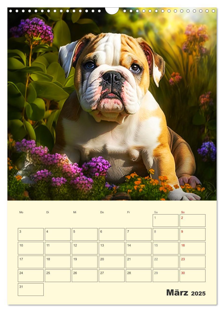 Bild: 9783435875405 | English Bulldogs. Fröhliche Dickköpfe mit Charakter (Wandkalender...