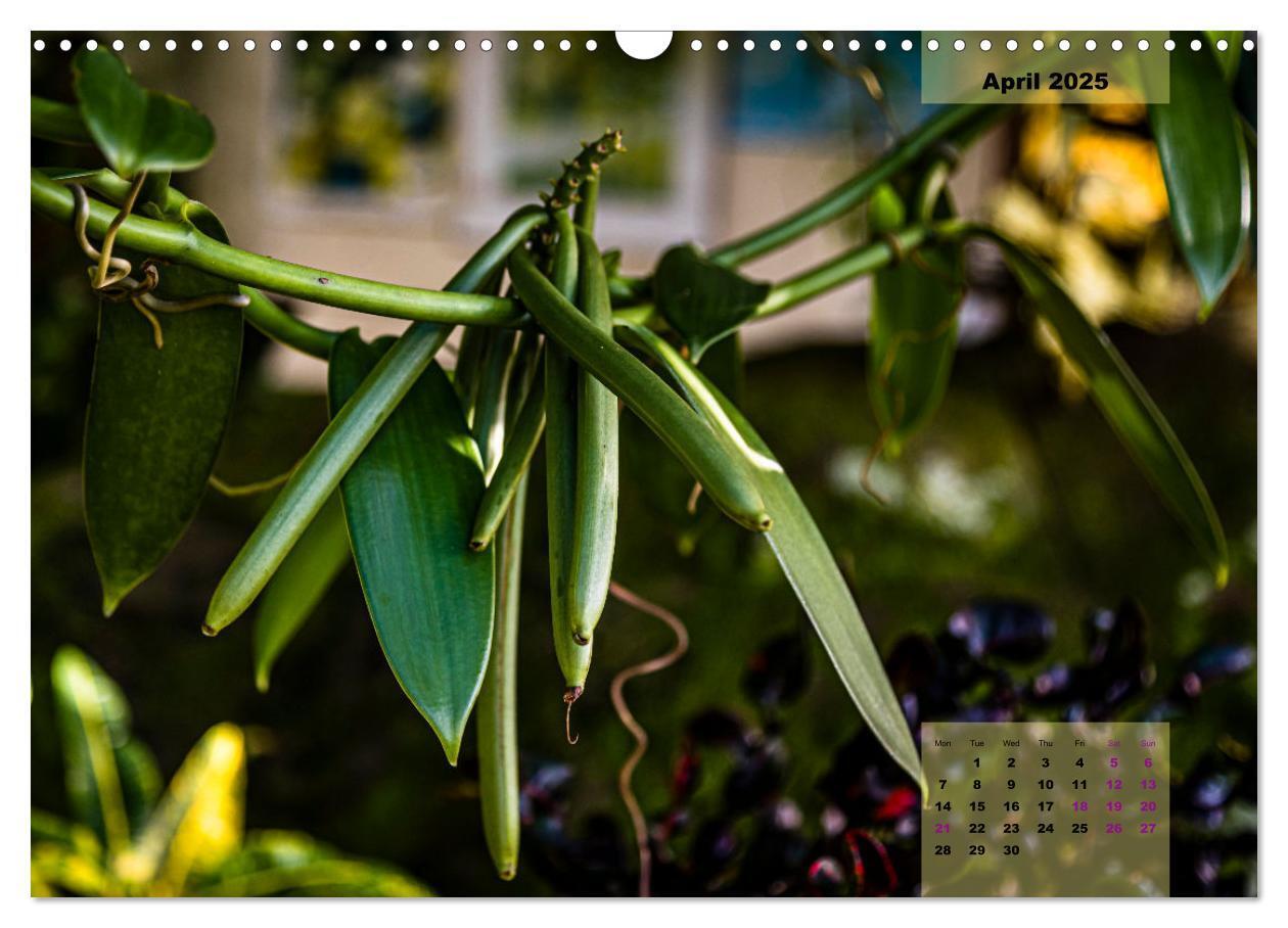 Bild: 9781325836536 | Fruits of Grenada (Wall Calendar 2025 DIN A3 landscape), CALVENDO...