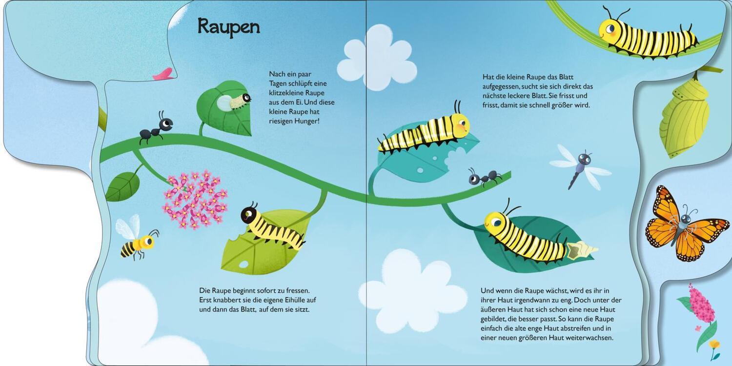 Bild: 9783551172204 | Von der kleinen Raupe zum Schmetterling | Mein erstes Naturwunder-Buch