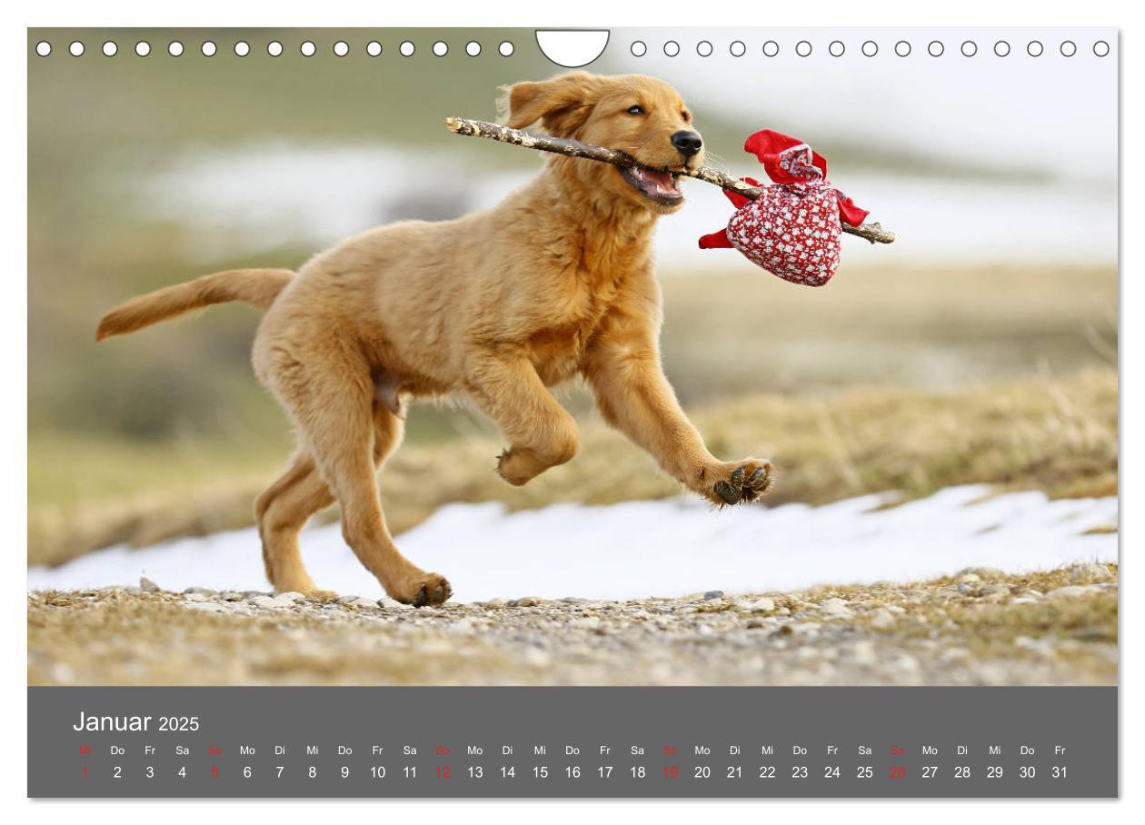 Bild: 9783435307791 | Chesley Kleiner Hund grosse Abenteuer (Wandkalender 2025 DIN A4...