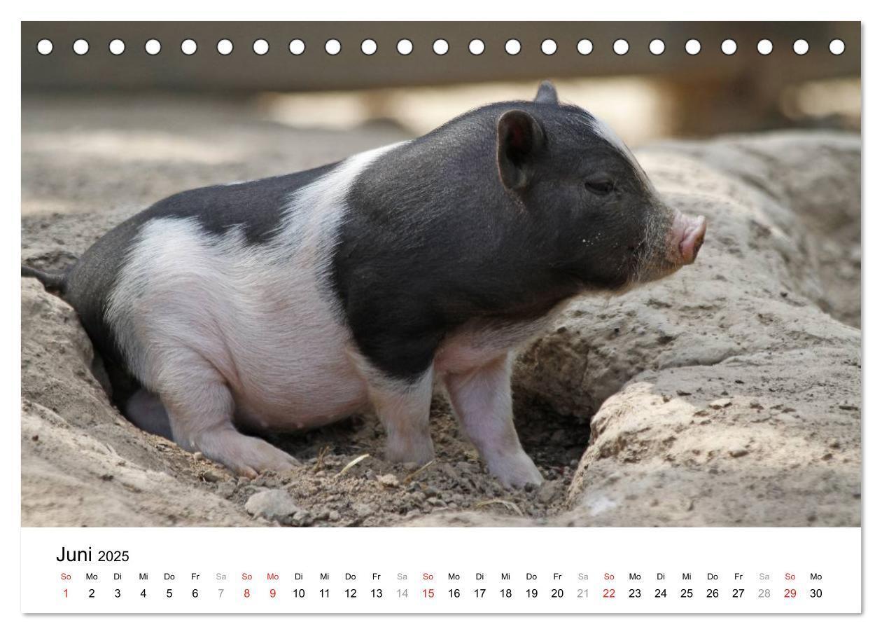 Bild: 9783435777501 | Schwein gehabt! (Tischkalender 2025 DIN A5 quer), CALVENDO...