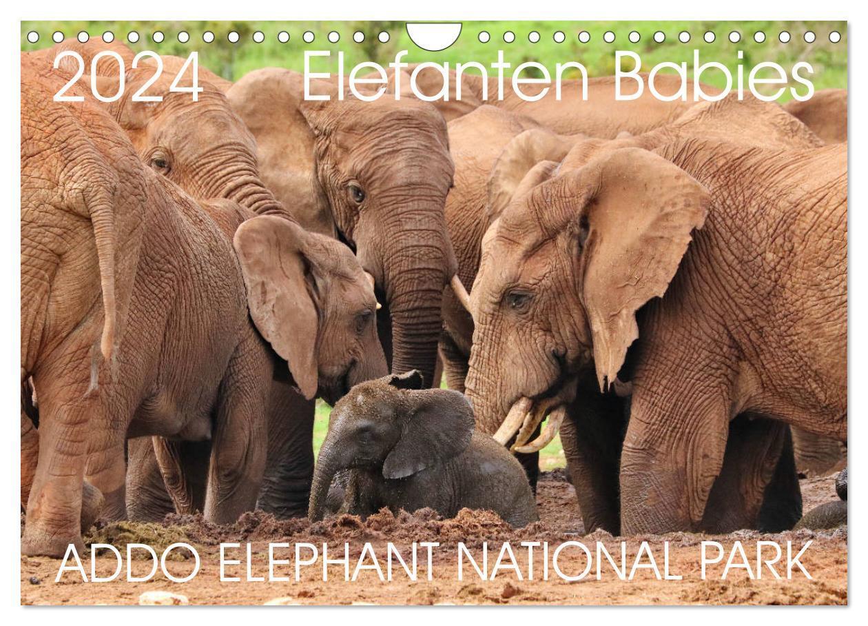 Cover: 9783383001666 | ADDO ELEPHANT NATIONAL PARK Elefanten Babies (Wandkalender 2024 DIN...