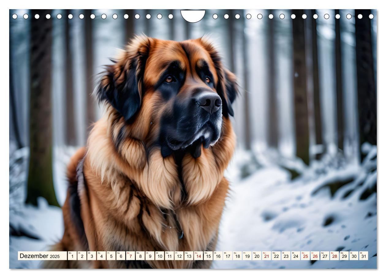 Bild: 9783457244487 | Leonberger - der zahme Löwe (Wandkalender 2025 DIN A4 quer),...