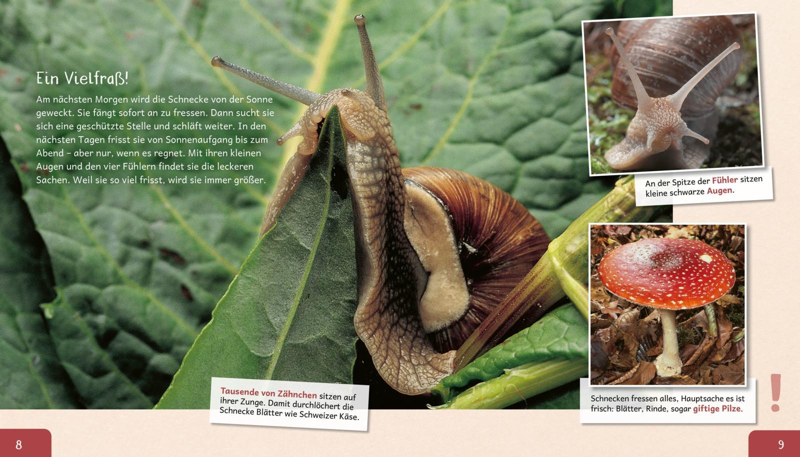 Bild: 9783480236589 | Meine große Tierbibliothek: Die Schnecke | Paul Starosta | Buch | 2020