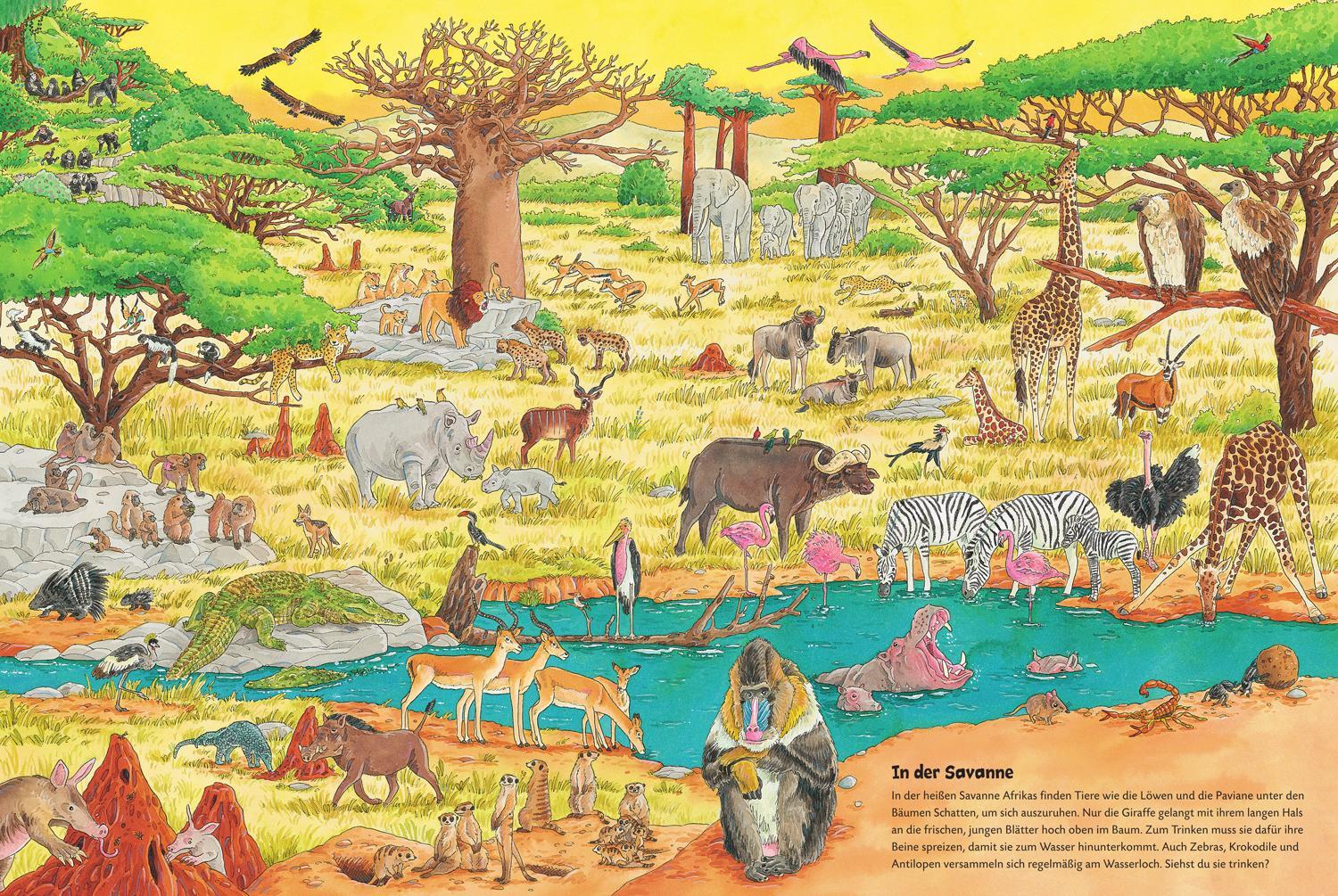 Bild: 9783737334747 | Duden 24+: Igel, Frosch &amp; Elefant: Das große Wimmelbuch der Tiere
