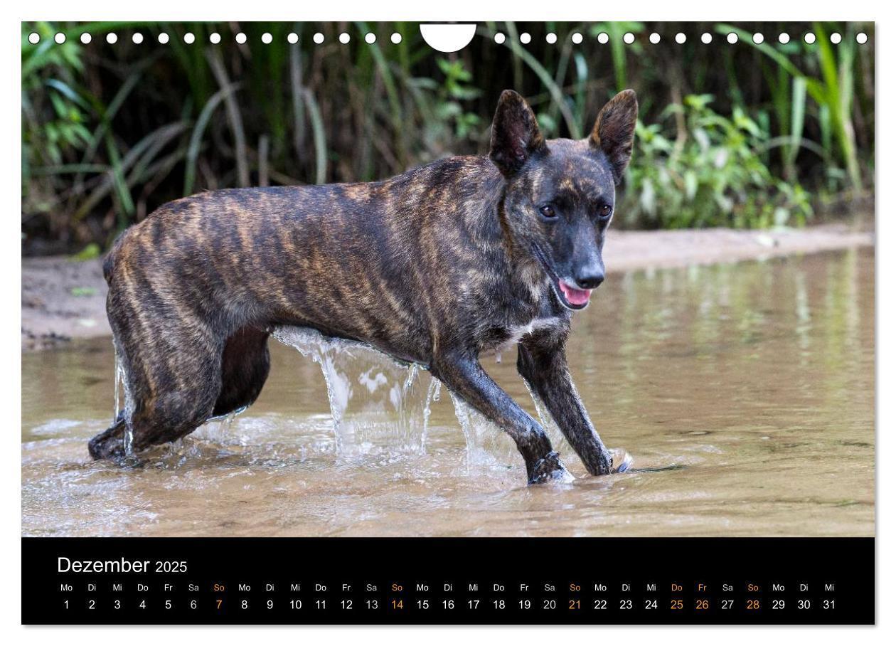 Bild: 9783435687756 | Holländischer Schäferhund (Wandkalender 2025 DIN A4 quer), CALVENDO...