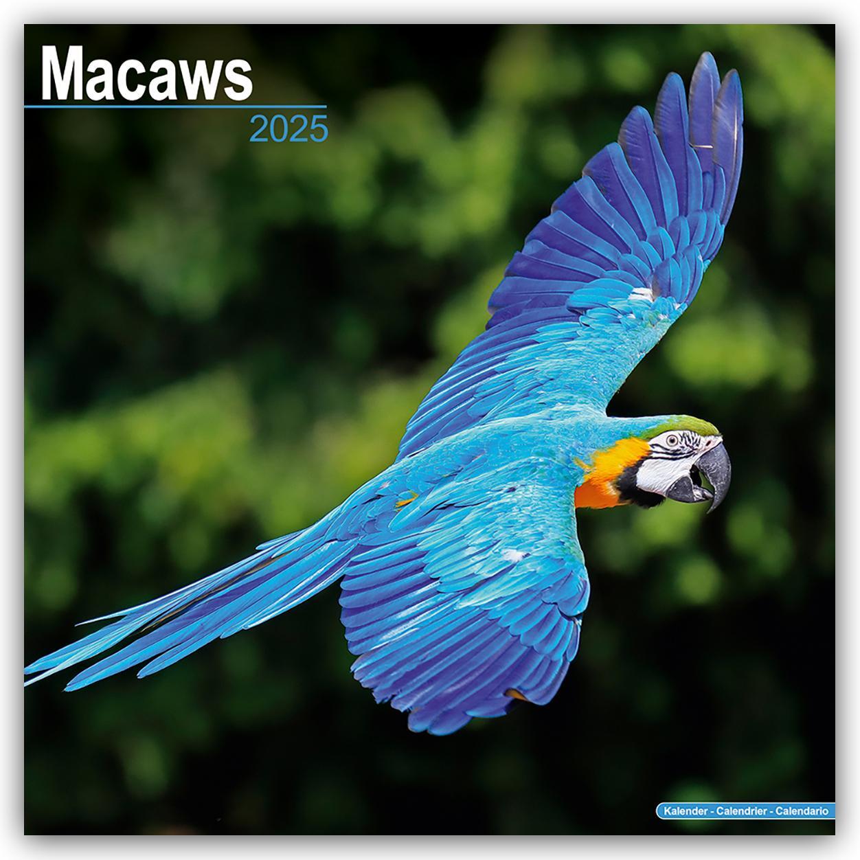 Cover: 9781804604151 | Macaws - Ara-Papageien - Aras 2025 - 16-Monatskalender | Ltd | 13 S.