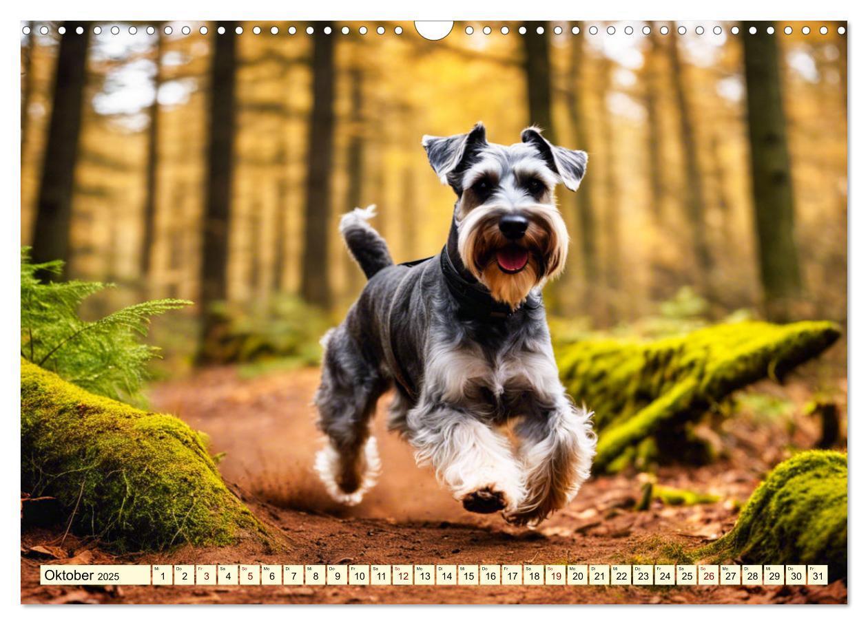 Bild: 9783457036914 | Schnauzer - vielseitige Allrounder (Wandkalender 2025 DIN A3 quer),...