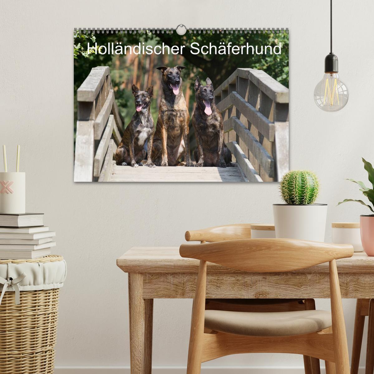 Bild: 9783435687244 | Holländischer Schäferhund (Wandkalender 2025 DIN A3 quer), CALVENDO...