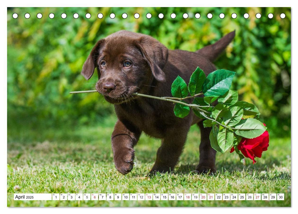 Bild: 9783435563982 | Labrador Retriever - Freunde für´s Leben (Tischkalender 2025 DIN A5...