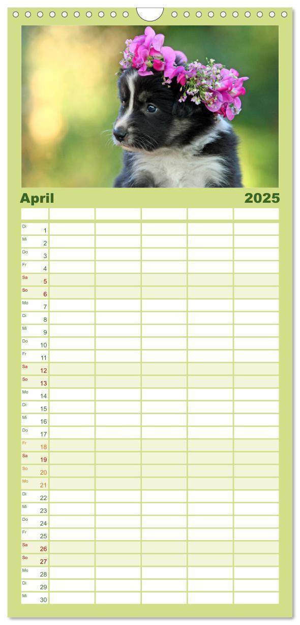 Bild: 9783457110522 | Familienplaner 2025 - Der Bordercollie-Kalender mit 5 Spalten...