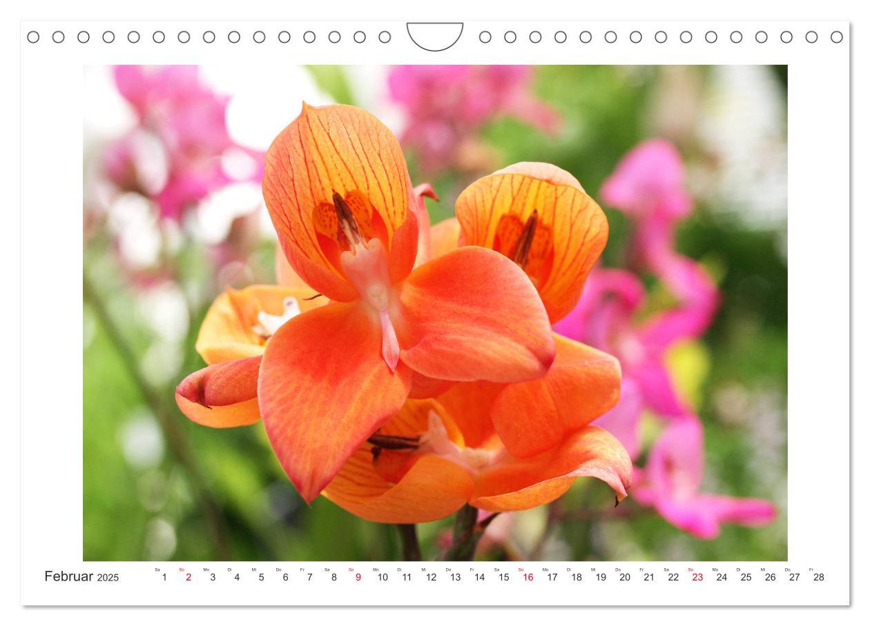 Bild: 9783435289455 | Orchideen Feuerwerk der Farben (Wandkalender 2025 DIN A4 quer),...