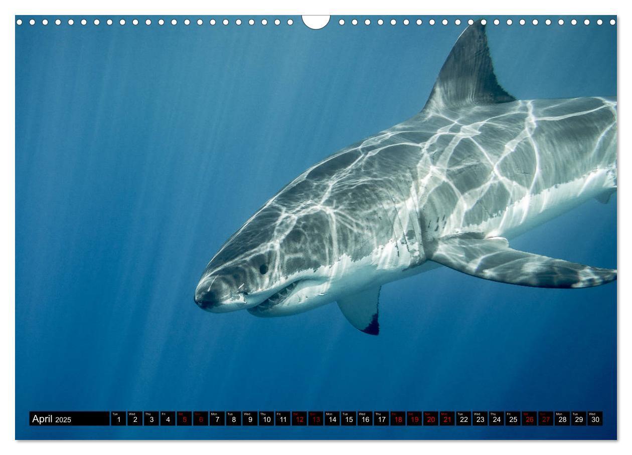 Bild: 9781325942909 | The Great White Shark: King of the Ocean (Wall Calendar 2025 DIN A3...