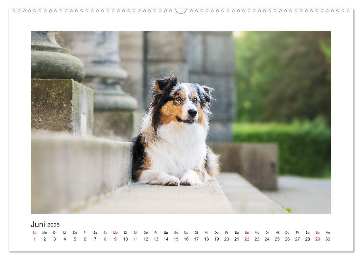 Bild: 9783435180615 | Herzensaussies - Australian Shepherd (Wandkalender 2025 DIN A2...