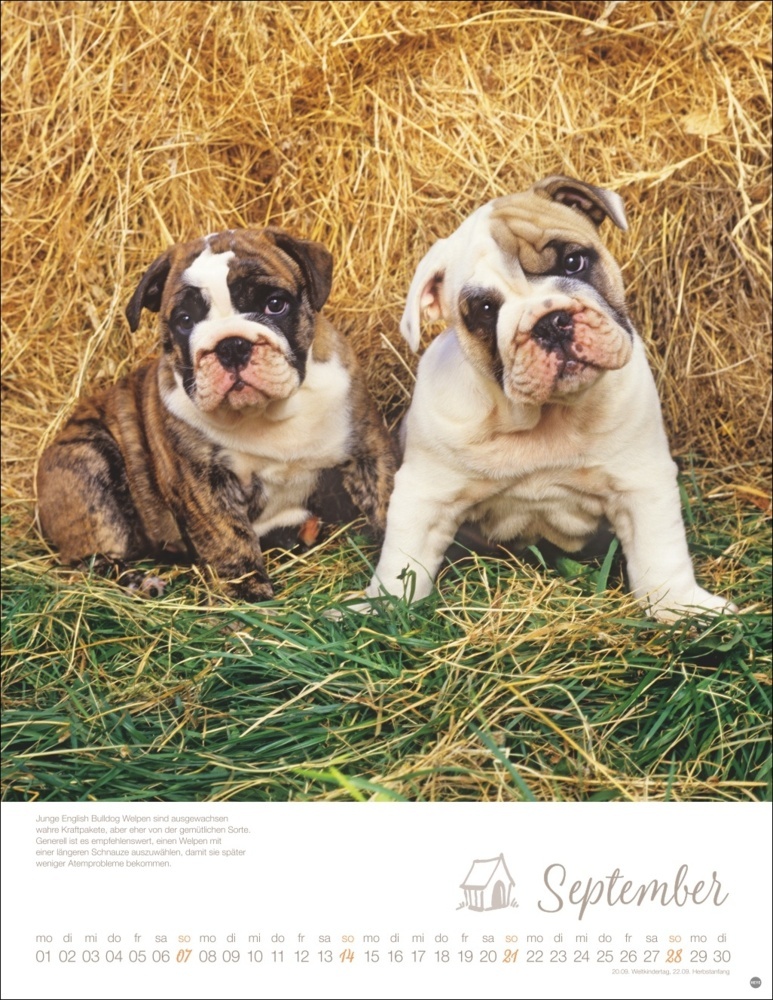 Bild: 9783756405329 | Hundekinder Posterkalender 2025 | Monika Wegler | Kalender | 14 S.