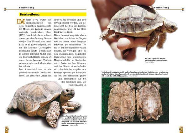 Bild: 9783866591417 | Die Spornschildkröte | Geochelone Sulcata | Mario Herz | Taschenbuch