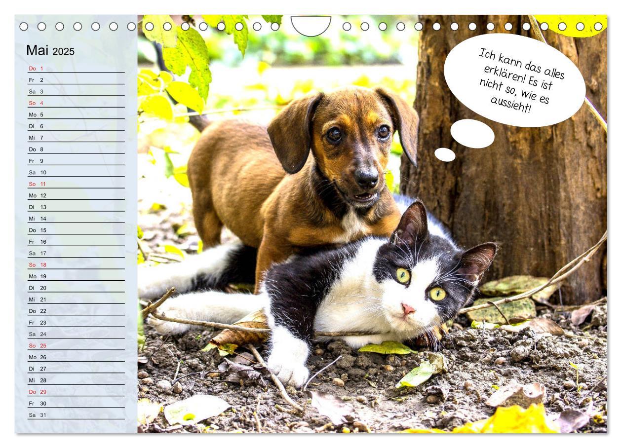 Bild: 9783435184897 | Hurra! Wir gehen Gassi! Abenteuer mit dem Hund! (Wandkalender 2025...