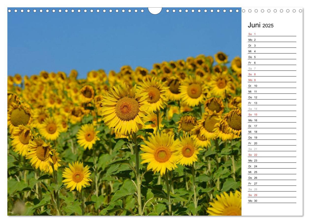 Bild: 9783435476770 | Ein Jahr lang Sonnenblumen (Wandkalender 2025 DIN A3 quer),...