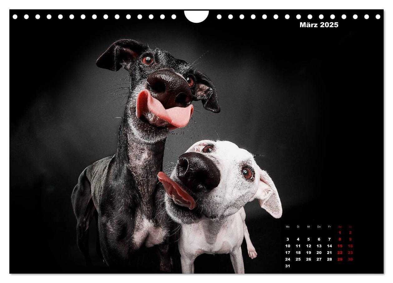 Bild: 9783435228911 | Die Stimme der Windhunde (Wandkalender 2025 DIN A4 quer), CALVENDO...