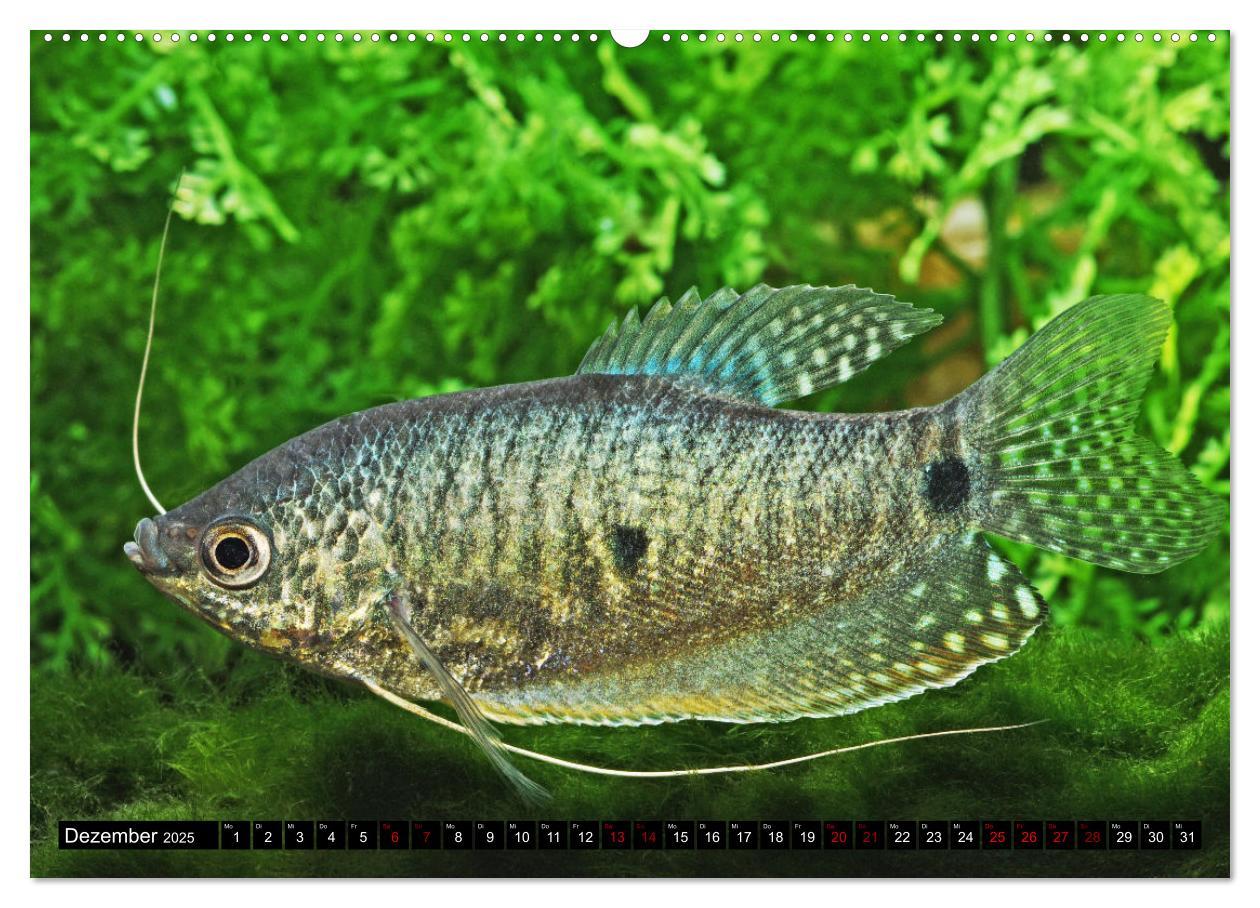 Bild: 9783383905957 | Beliebte Fische der Welt (Wandkalender 2025 DIN A2 quer), CALVENDO...