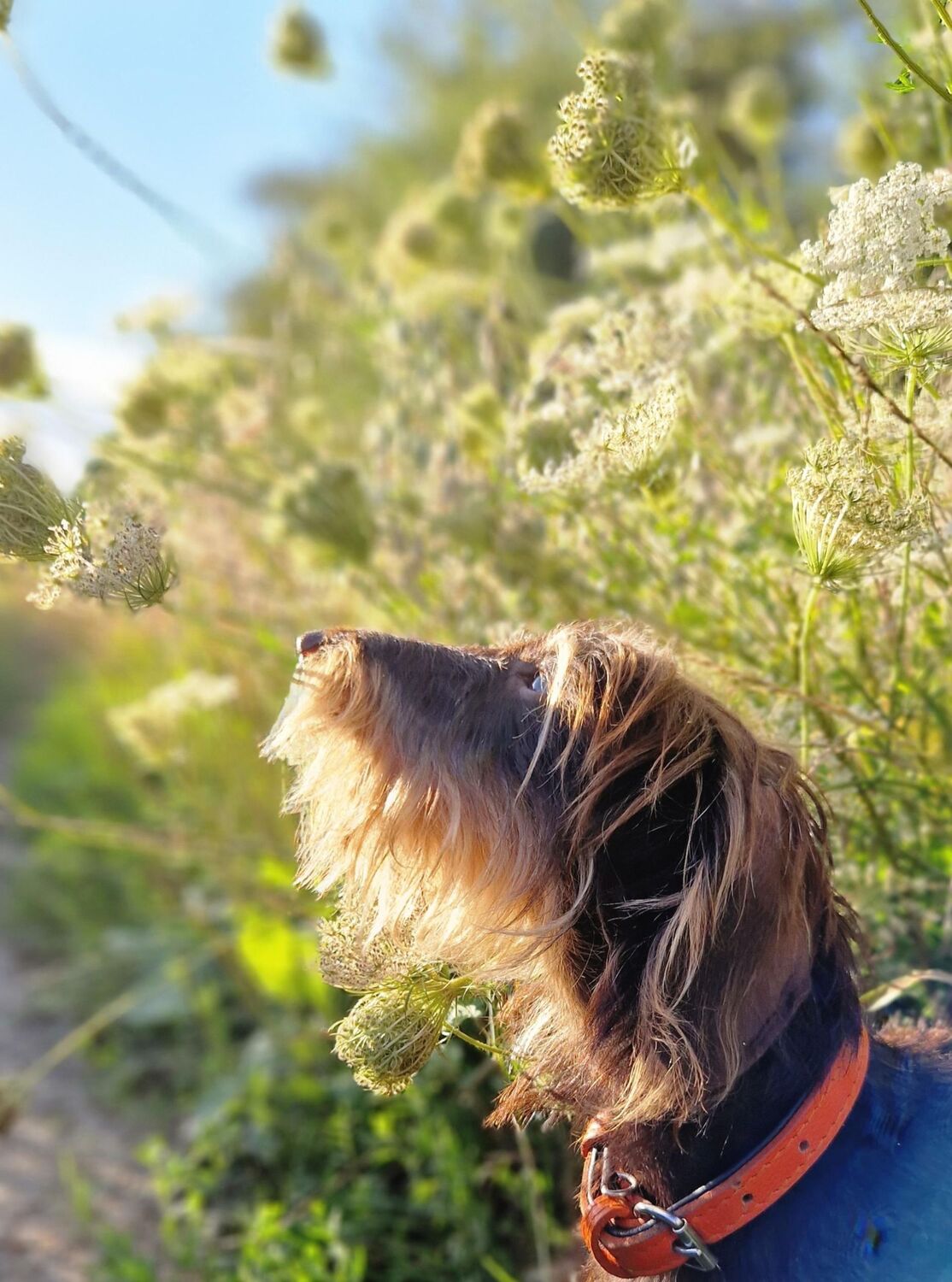 Bild: 9783275023073 | Über 125 Naturheilmittel für den gesunden Hund! | Diana Tiebes | Buch