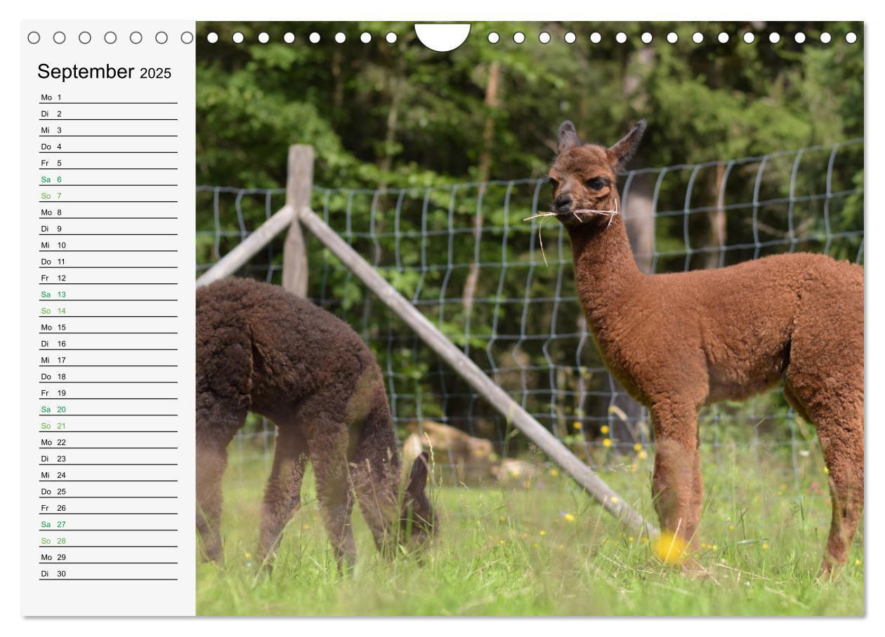 Bild: 9783383940514 | Alpakababys zum Verlieben (Wandkalender 2025 DIN A4 quer), CALVENDO...