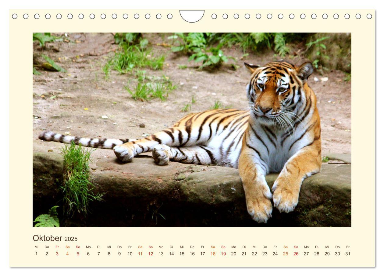 Bild: 9783435449378 | Sibirische Tigerportraits (Wandkalender 2025 DIN A4 quer), CALVENDO...