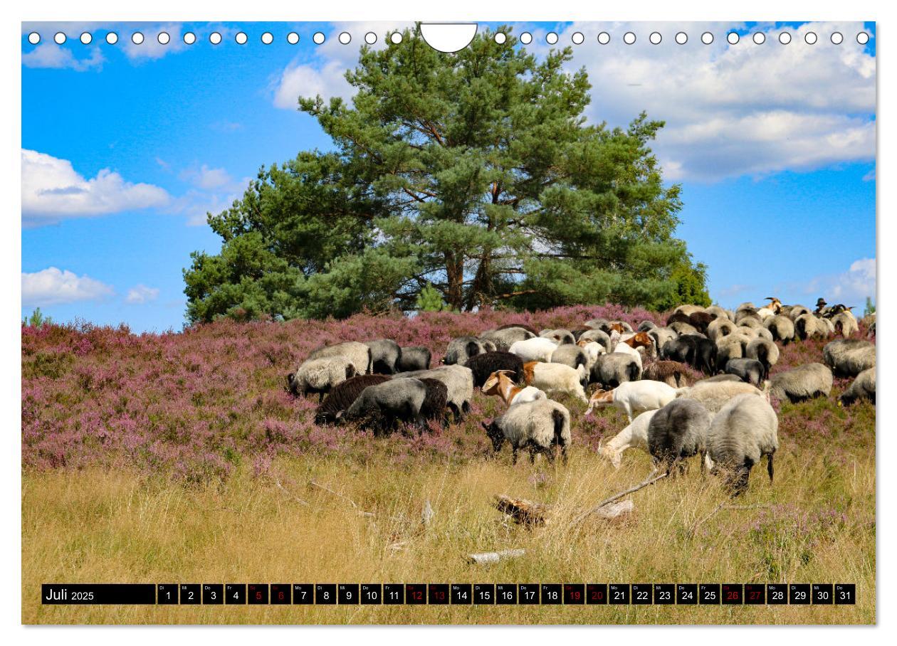 Bild: 9783383969867 | Heidschnucken und Ziegen die tierischen Landschaftspfleger der...