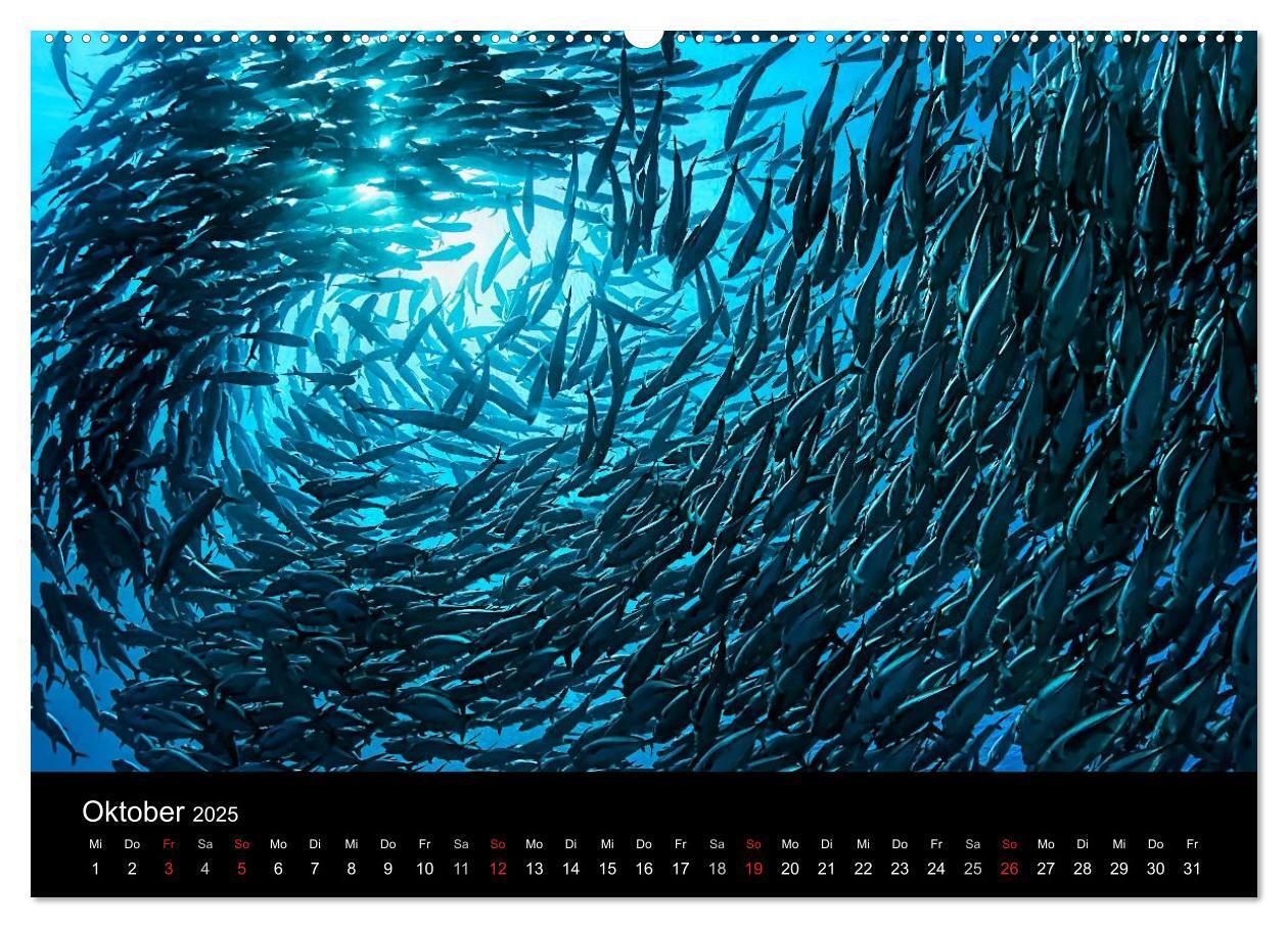 Bild: 9783435611065 | Fischschwärme (Wandkalender 2025 DIN A2 quer), CALVENDO Monatskalender