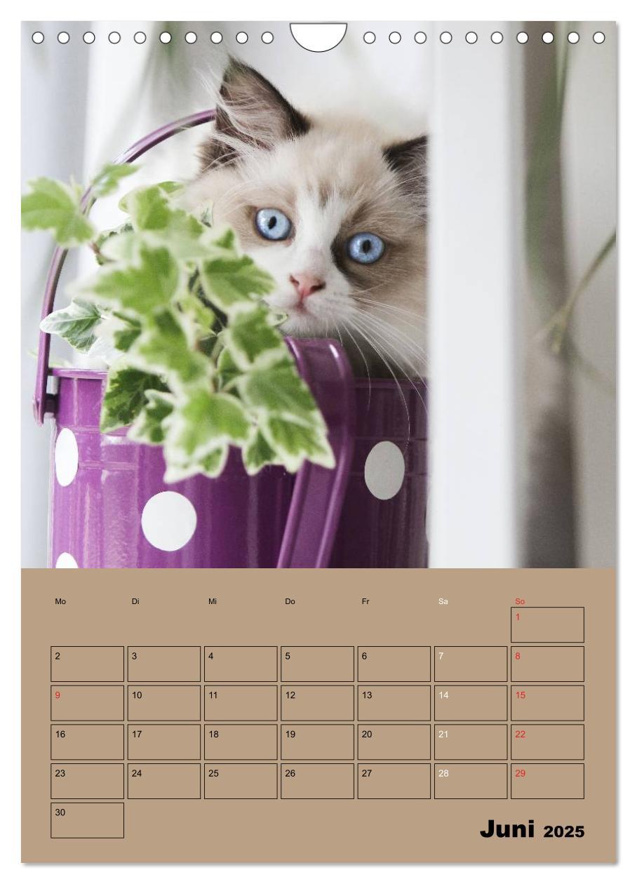 Bild: 9783457013250 | Ragdolls zum Verlieben (Wandkalender 2025 DIN A4 hoch), CALVENDO...