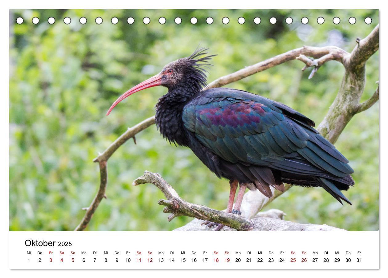 Bild: 9783435135714 | Der Waldrapp - Ein skurriler Vogel (Tischkalender 2025 DIN A5...