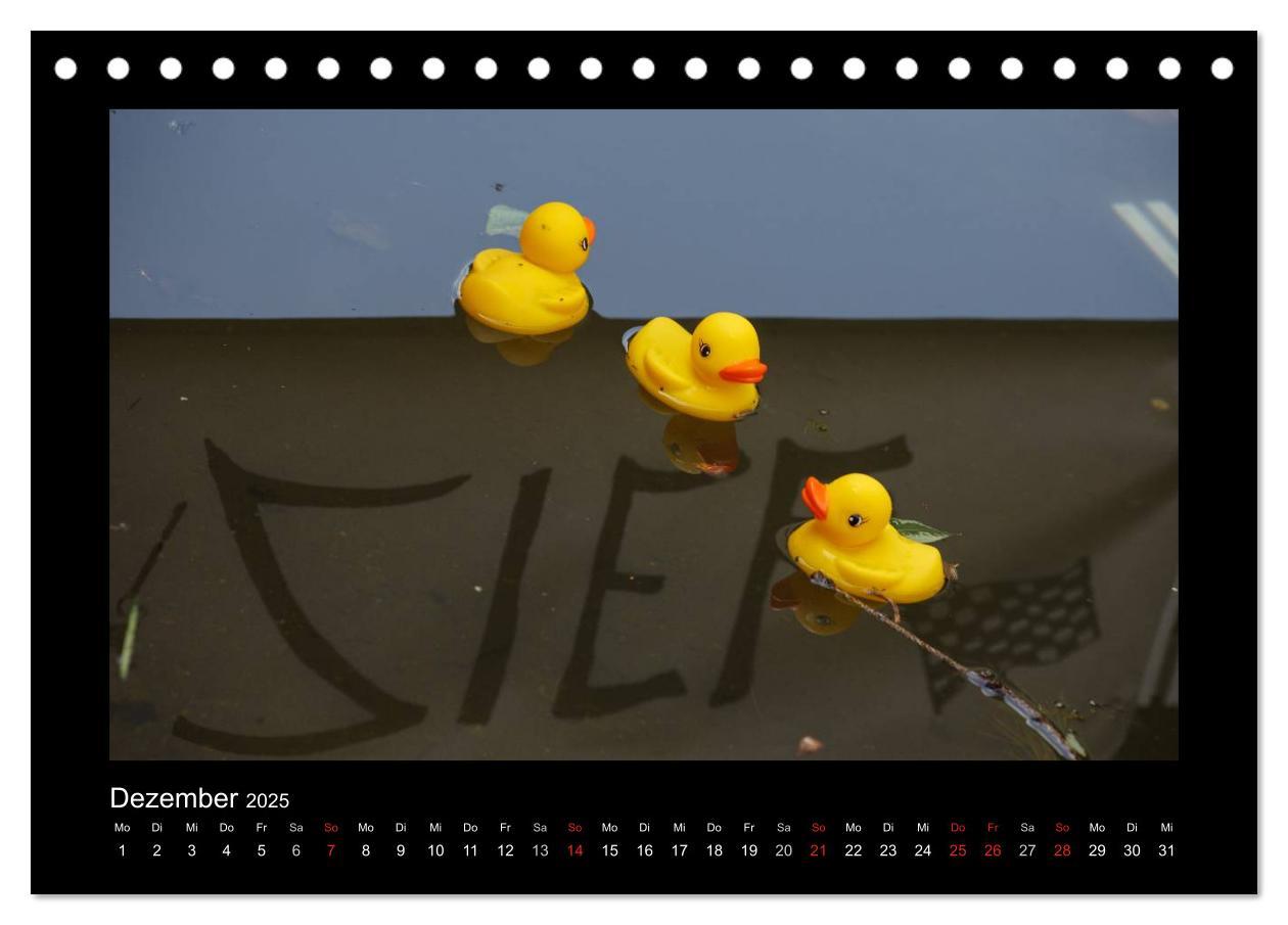 Bild: 9783435691005 | Enten-Rennen (Tischkalender 2025 DIN A5 quer), CALVENDO Monatskalender