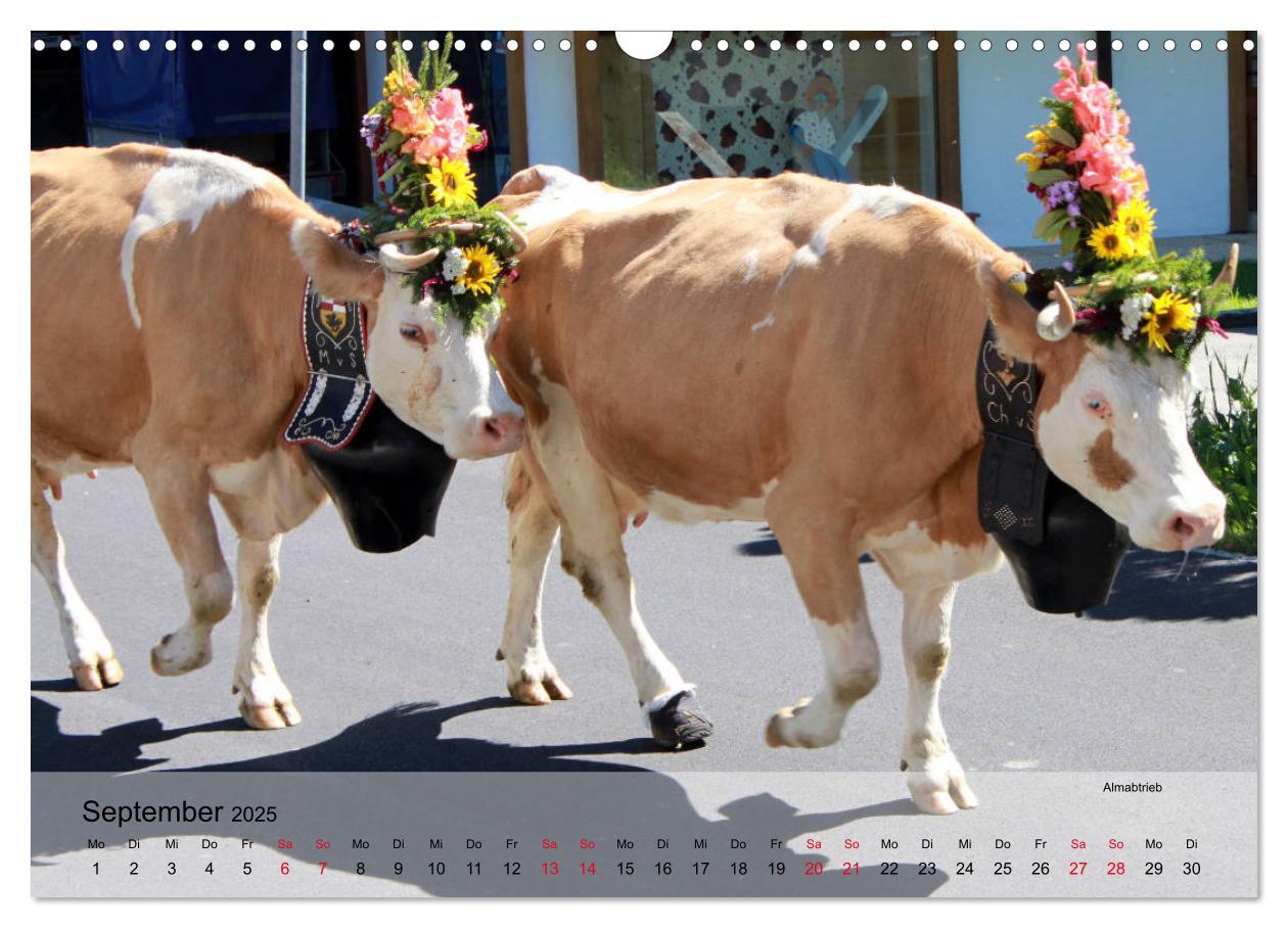 Bild: 9783435289967 | Saanenland. Ein Kalender aus dem Berner Oberland (Wandkalender 2025...