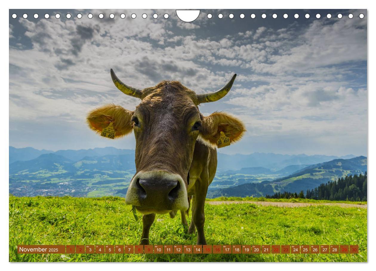 Bild: 9783435347865 | Allgäuer Schönheiten Allgäu - Land der Kühe (Wandkalender 2025 DIN...