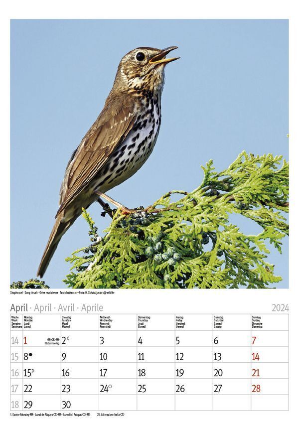 Bild: 9783731868996 | Vögel 2024 | Korsch Verlag | Kalender | Spiralbindung | 13 S. | 2024
