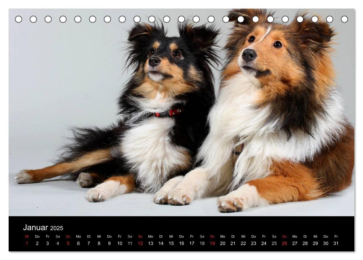 Bild: 9783435751624 | Shelties 2025 (Tischkalender 2025 DIN A5 quer), CALVENDO...