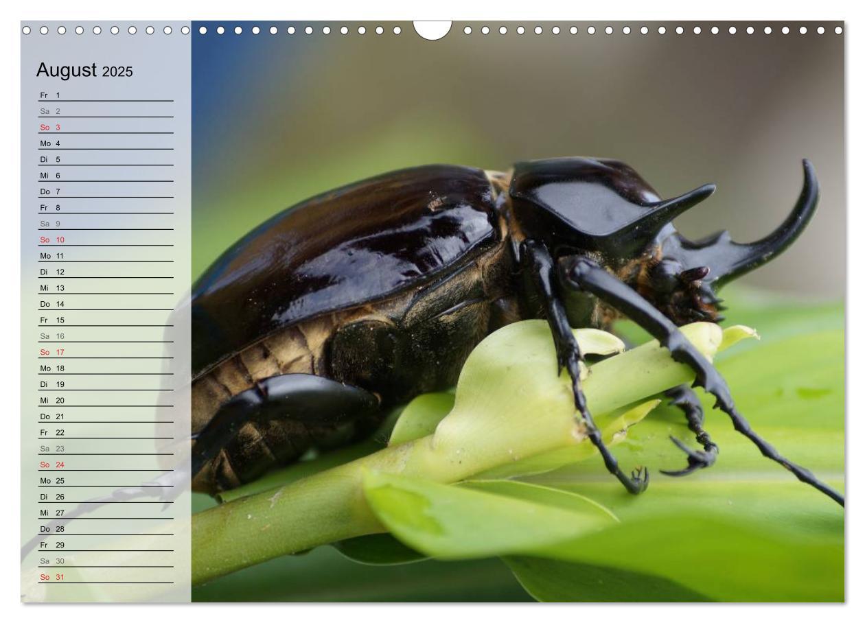 Bild: 9783435488971 | Die geheimnisvolle Welt der Insekten (Wandkalender 2025 DIN A3...